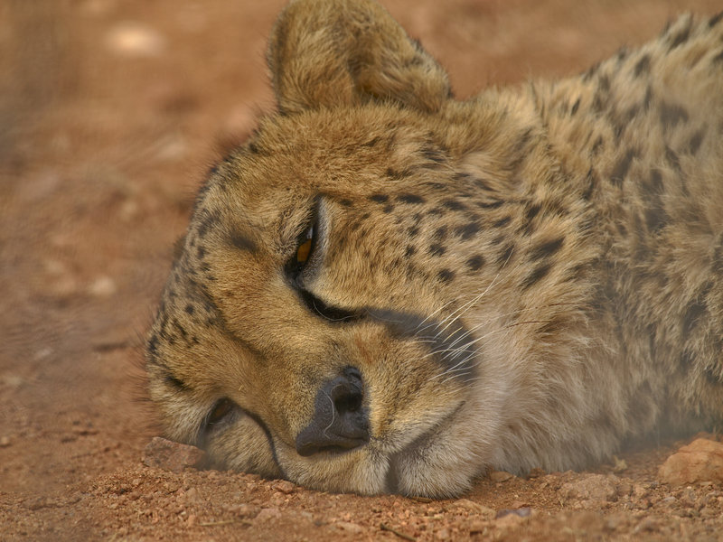 Cheetah, Hammerstein Lodge